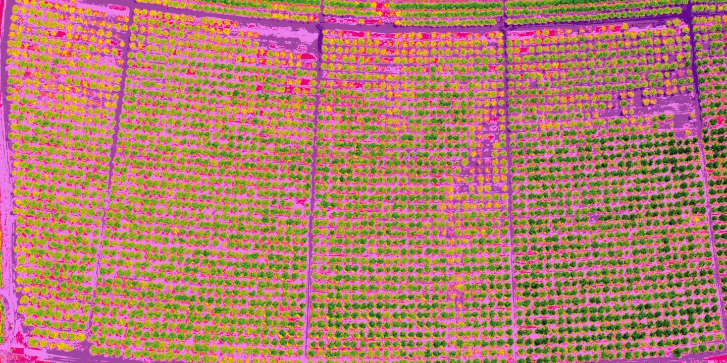 Almond orchard Almond orchard